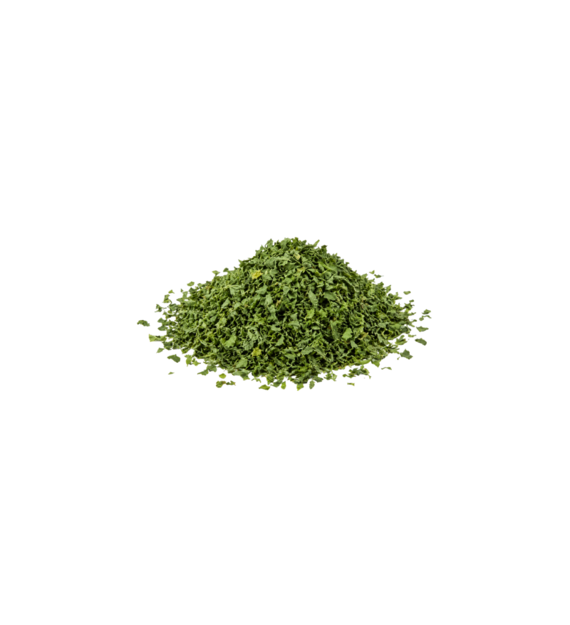moringa hoja Moringa Hoja
